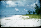 Saipan 1956, No. 0109 Beach Morning Glory at Micro Beach